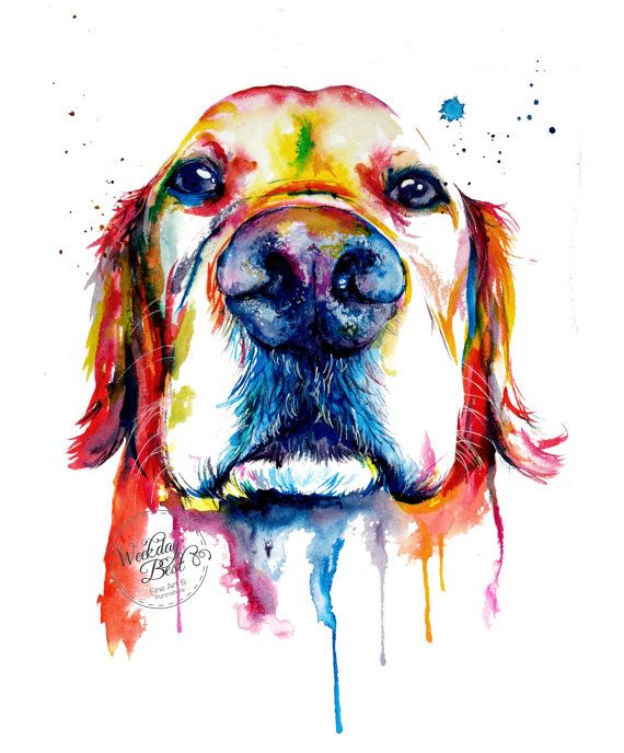 Golden Retreiver